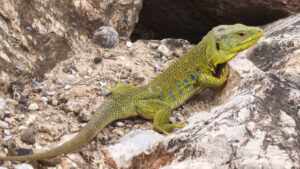 LEZARD LEZARD