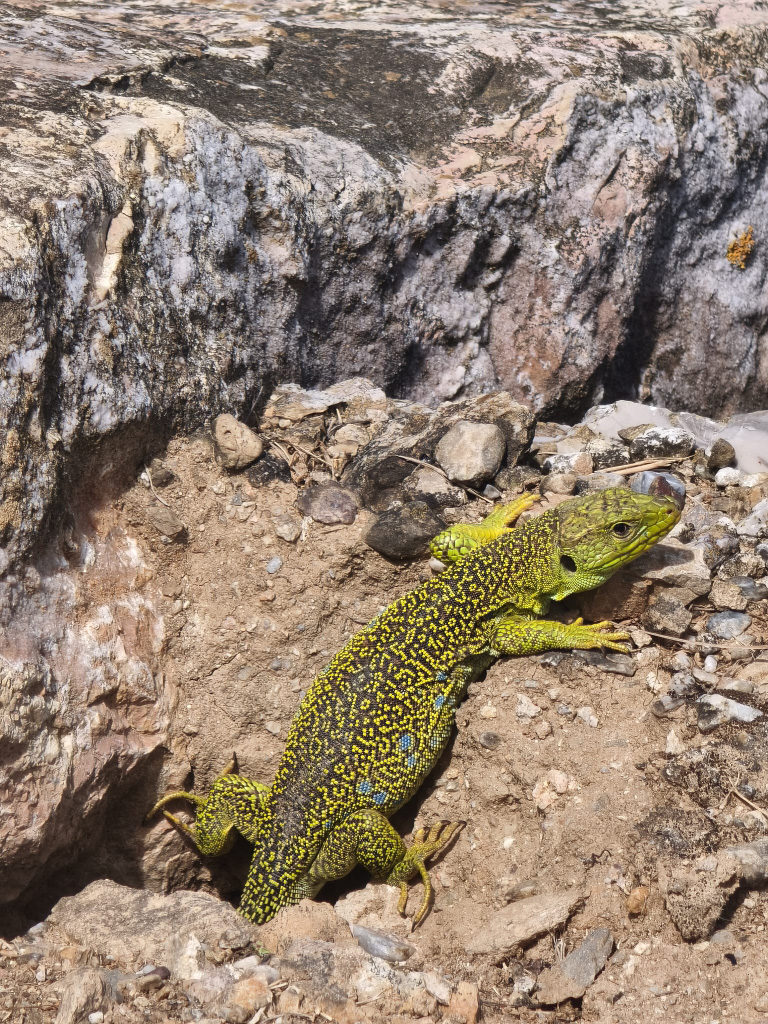 lézard ocellé2 lézard ocellé2