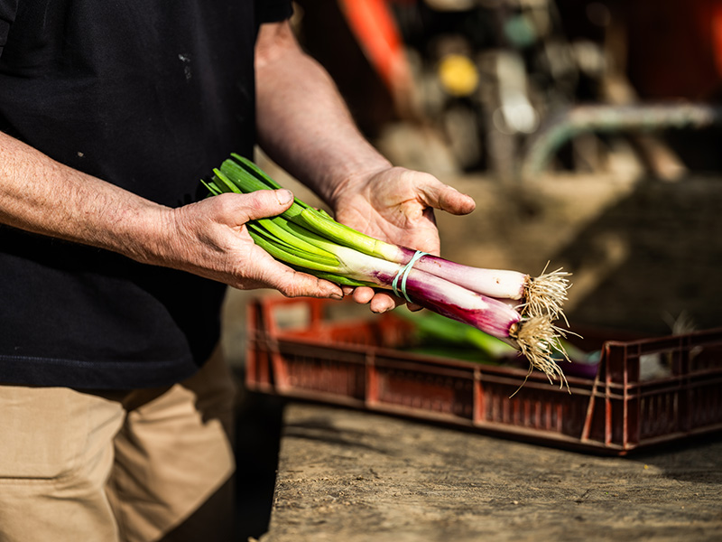HL JCMILHET AGRICULTEURS MARAICHER NICOLAS PAYRES SAINT NAZAIRE 020