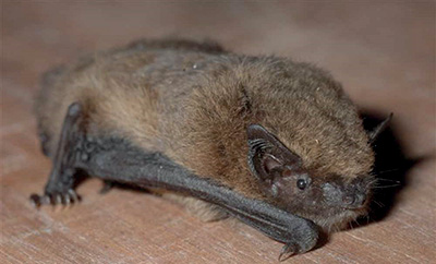 InfoTravaux PontTet CanetStMarie A4 Avril2026 V1 12