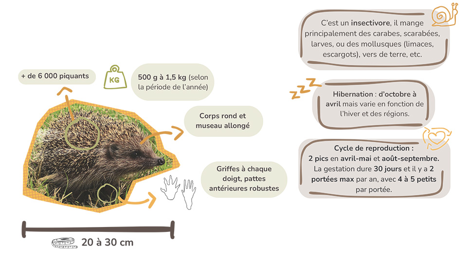 vierge herisson 1