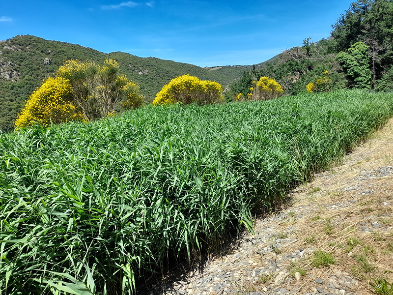 Les Filtres plantés de roseaux de Saint-Arnac